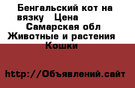 Бенгальский кот на вязку › Цена ­ 5 000 - Самарская обл. Животные и растения » Кошки   